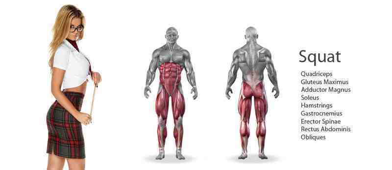Quel est le groupe musculaire le plus puissant du corps?