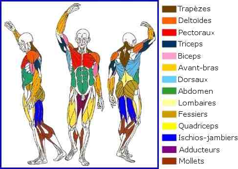 Quels sont les 6 groupes musculaires?