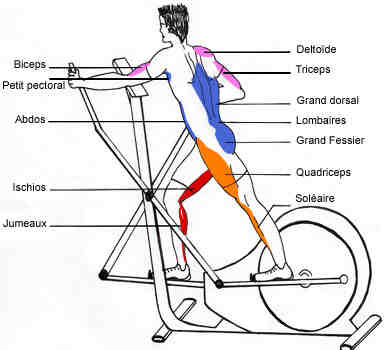 Quels muscles travaillent sur un vélo?